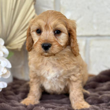 Load image into Gallery viewer, AXEL - Male Toy Cavoodle - Ready 5th Sept