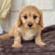 Load image into Gallery viewer, AXEL - Male Toy Cavoodle - Ready 5th Sept