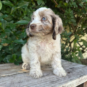 ZITA - Female Toy Spoodle - Ready 6th May