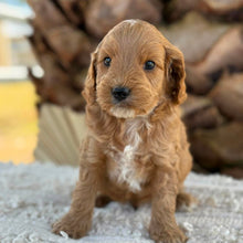 Load image into Gallery viewer, BANDIT - Male Mini Spoodle - Ready 27th Aug