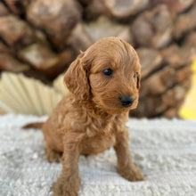 Load image into Gallery viewer, BEAR - Male Mini Spoodle - Ready 27th Aug