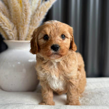 Load image into Gallery viewer, BEAU - Male Toy Cavoodle - Ready 7th Sept
