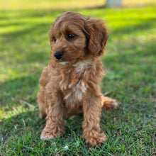 Load image into Gallery viewer, ANNA - Female Toy Cavoodle - Ready 13th June