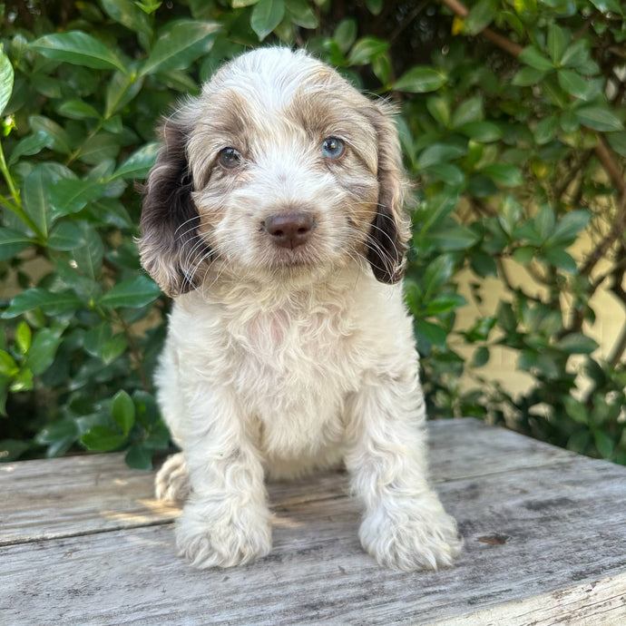 ZITA - Female Toy Spoodle - Ready 6th May