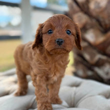 Load image into Gallery viewer, FLORA - Female  Toy Cavoodle - Ready 4th May