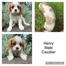 Load image into Gallery viewer, HENRY - Male  Cavalier - Ready Now