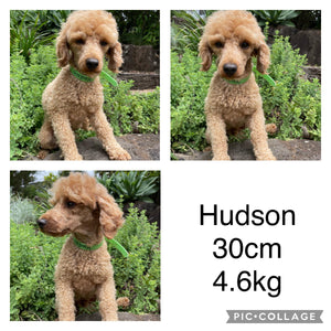 STERLING - Male Toy Cavoodle - Ready Now