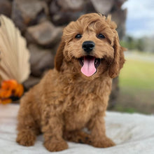 Load image into Gallery viewer, LAFFY - Female  Mini Cavoodle - Ready for Home NOW