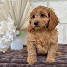 Load image into Gallery viewer, LAFFY - Female  Mini Cavoodle - Ready for Home NOW