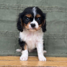 Load image into Gallery viewer, NED - Male Cavalier - Ready Now