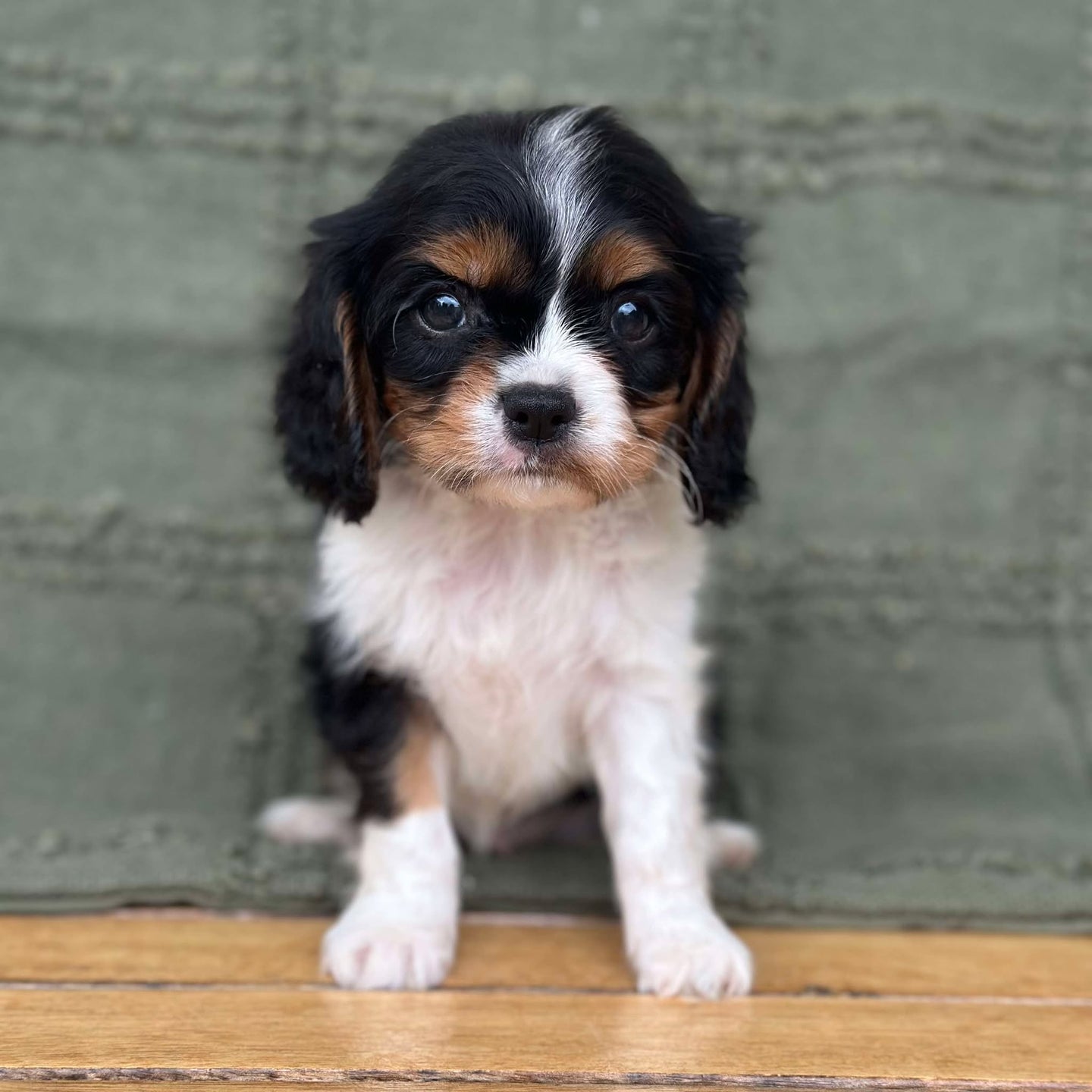 NED - Male Cavalier - Ready Now