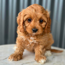Load image into Gallery viewer, NEVE - Female Toy Cavoodle - Ready 28th July