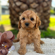Load image into Gallery viewer, LOLA - Female Toy Cavoodle - ready 21st June