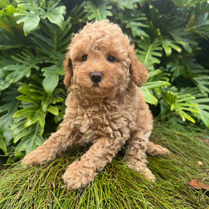 OPAL - Female Toy Cavoodle - Ready Now