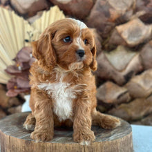Load image into Gallery viewer, PARKER - Male Toy Cavoodle - Ready Now