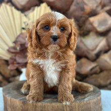 Load image into Gallery viewer, PARKER - Male Toy Cavoodle - Ready Now
