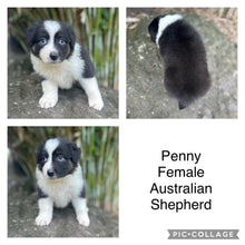 Load image into Gallery viewer, .PENNY - Female Australian Shepherd - Ready Now
