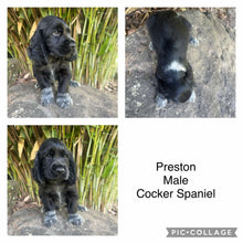 Load image into Gallery viewer, PRESTON - Male Cocker Spaniel - Ready 4th Feb