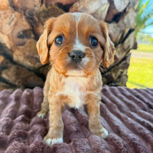 Load image into Gallery viewer, RAGGY - Male Cavalier - Ready 6th July