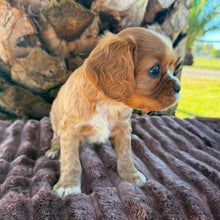 Load image into Gallery viewer, RAGGY - Male Cavalier - Ready 6th July