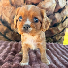 Load image into Gallery viewer, RAGGY - Male Cavalier - Ready 6th July