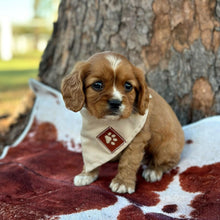 Load image into Gallery viewer, RAGGY - Male Cavalier - Ready 6th July