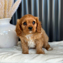 Load image into Gallery viewer, RIGGS - Male Cavalier - Ready 23rd Aug