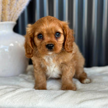Load image into Gallery viewer, RIGGS - Male Cavalier - Ready 23rd Aug