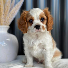 Load image into Gallery viewer, RIPPLE - Male Cavalier - Ready 23rd Aug