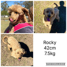 Load image into Gallery viewer, LEON - Male Mini Cavoodle - Ready 11th Sept