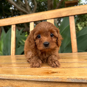 ROSIE - Female  Toy Cavoodle - Ready 17th Feb