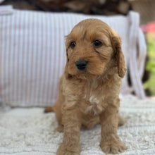 Load image into Gallery viewer, SALLY - Female Mini Spoodle - Ready 23rd Oct