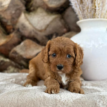 Load image into Gallery viewer, SKYE - Female Toy Cavoodle - 21st Oct