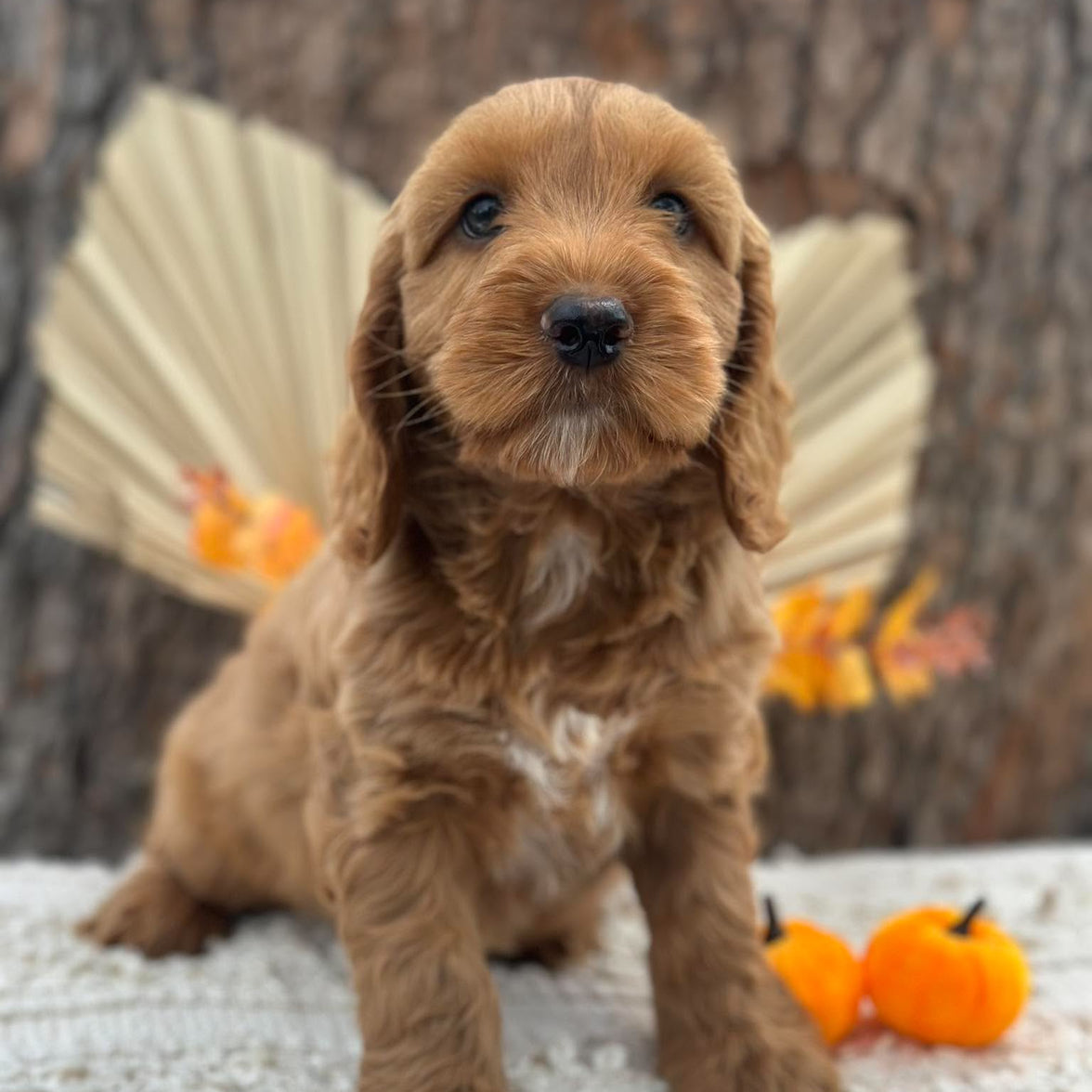 SNOOPY - Male Mini Spoodle - Ready Now