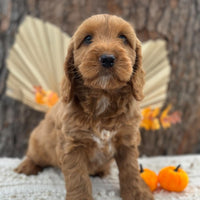 SNOOPY - Male Mini Spoodle - Ready Now