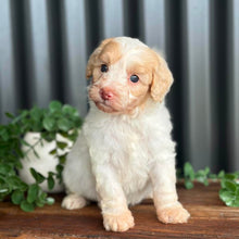 Load image into Gallery viewer, SNOWY - Female Toy Spoodle - Ready Now