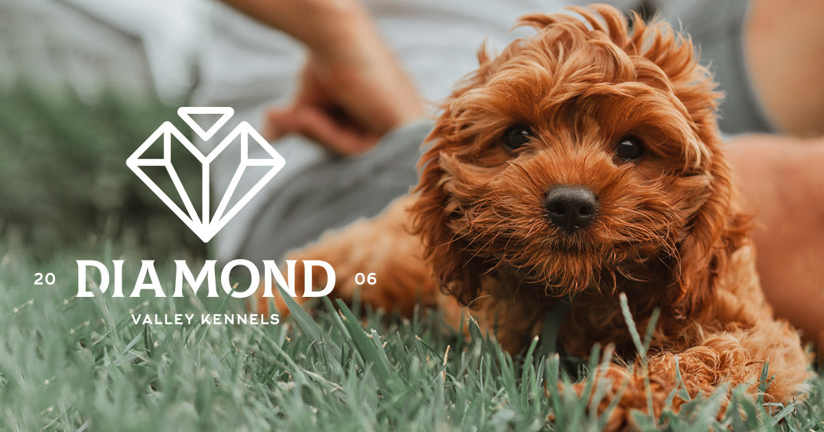 Diamond Valley Kennels - About Us