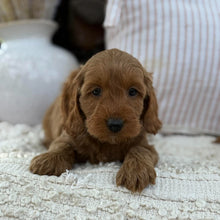 Load image into Gallery viewer, SUMMER - Female Mini Spoodle - Ready 23rd Oct