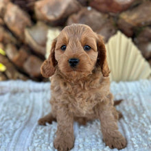 Load image into Gallery viewer, TAMMY - Female Toy Cavoodle - Ready 4th June