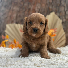 Load image into Gallery viewer, TARZAN - Male Toy Cavoodle - Ready 12th Nov