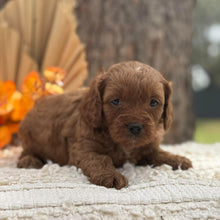 Load image into Gallery viewer, TAYLA - Female Toy Cavoodle - Ready 12th Nov