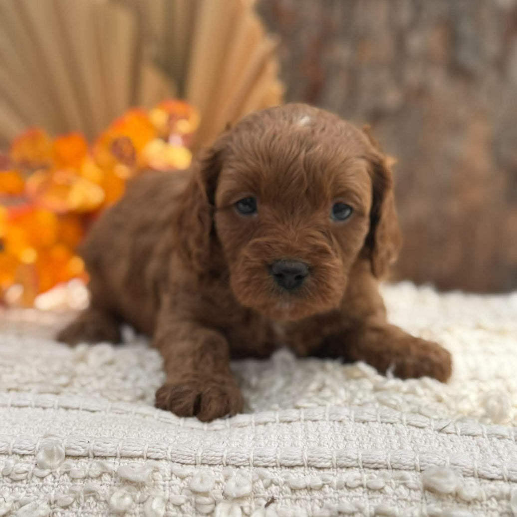 TAYLA - Female Toy Cavoodle - Ready 12th Nov