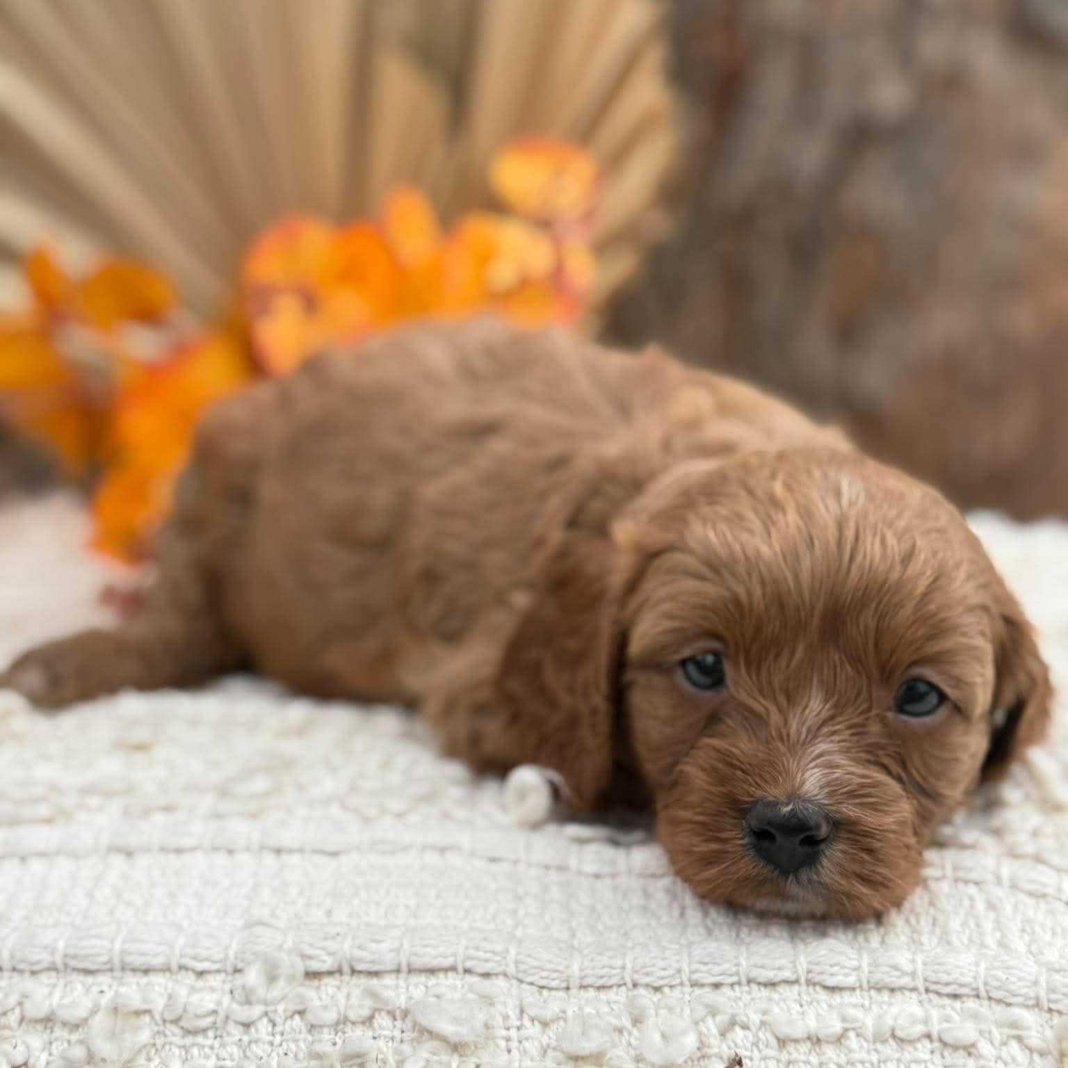 TESSA - Female Toy Cavoodle - Ready 12th Nov