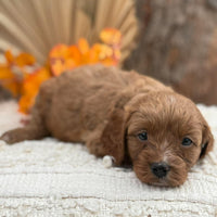 TESSA - Female Toy Cavoodle - Ready 12th Nov