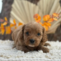 TOPSY - Female Toy Cavoodle - Ready 12th Nov