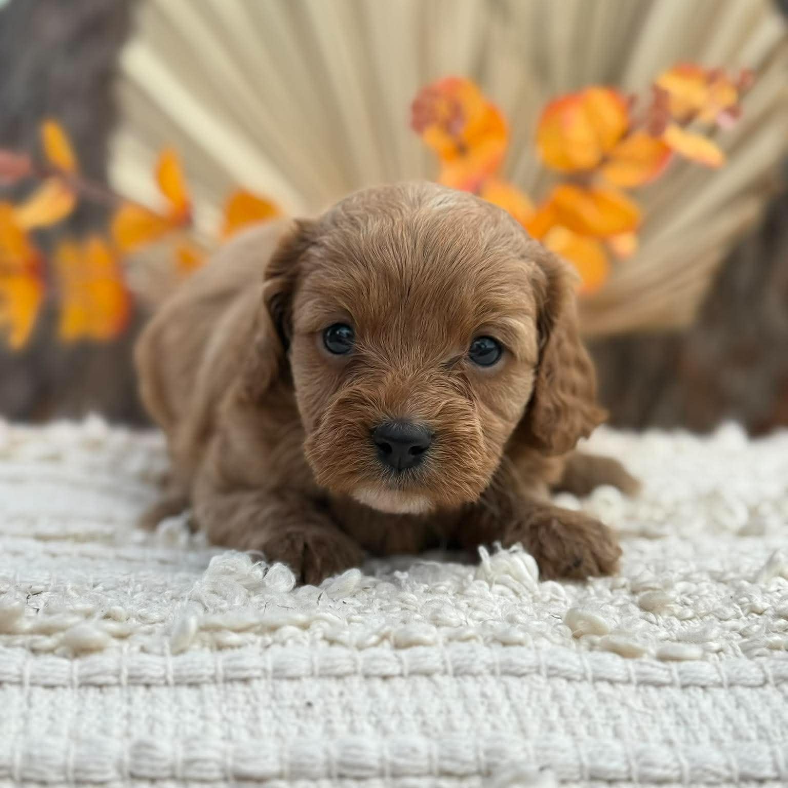 TOPSY - Female Toy Cavoodle - Ready 12th Nov