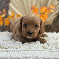 TOPSY - Female Toy Cavoodle - Ready 12th Nov