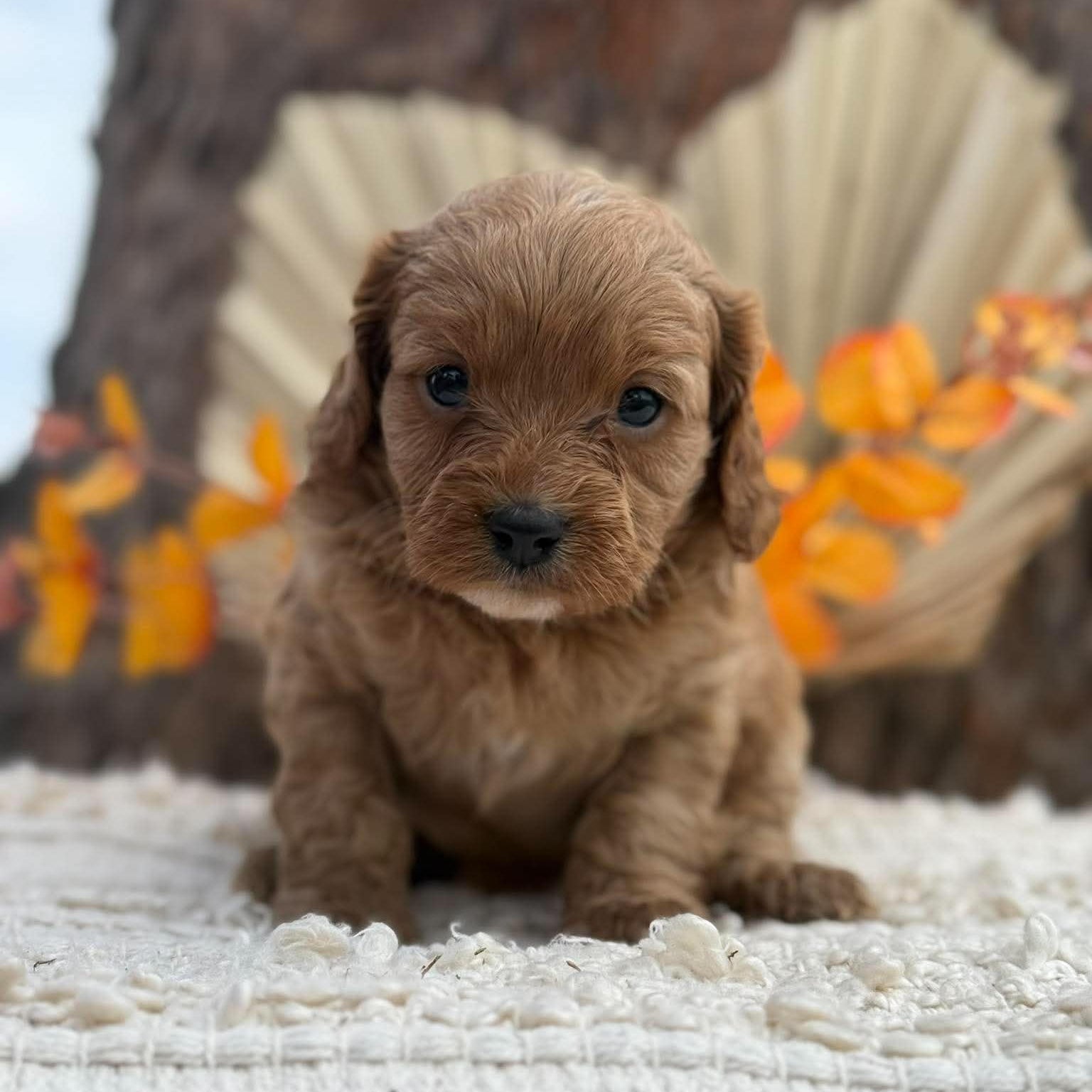 TOPSY - Female Toy Cavoodle - Ready 12th Nov