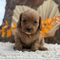 TOPSY - Female Toy Cavoodle - Ready 12th Nov