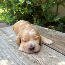 Load image into Gallery viewer, WIGGLES - Male Cocker Spaniel - Ready 27th Jan